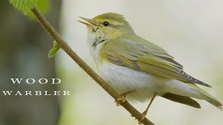 Bird sounds Wood warbler singing and chirping in the spring forest [upl. by Lacombe]