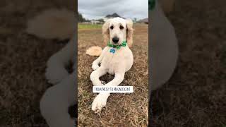 Time for a trim 🥰😘😂 goldendoodle goldendoodles doggroom doglovers doglife dogvideos [upl. by Robbi417]