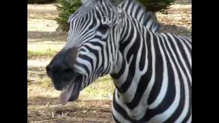 Zebra at Zoo [upl. by Mosi]