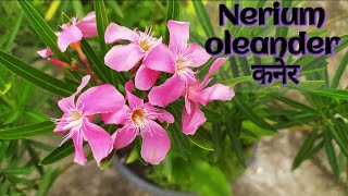 Nerium oleander कनेर Varieties amp Care All season permanent flower plant [upl. by Donelson]