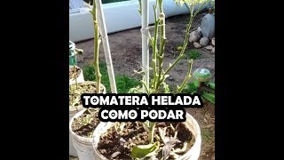 como SALVAR TOMATERA ENFERMA o HELADA  Como podar  Poda de Fin de Ciclo [upl. by Stelu215]