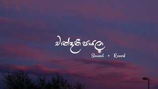 Chandani payala  Slowed  Reverb  Lyrics  චාන්දනී පායලා   SachinBeatsOfficial [upl. by Asirac]