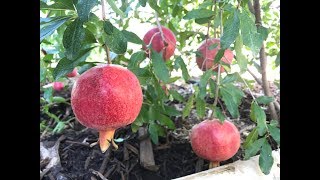 Growing Pomegranates in Arizona [upl. by Fraze]