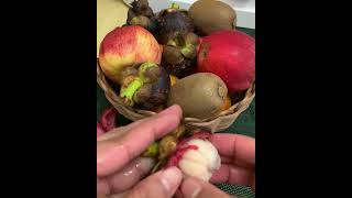 Mangosteen cutting fruitcutting mangosteen fruitsworld satisfying shortsyoutube [upl. by Feltie]