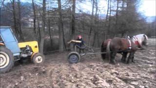 Konie zimnokrwiste pracują  Horse pulling [upl. by Ojyram514]