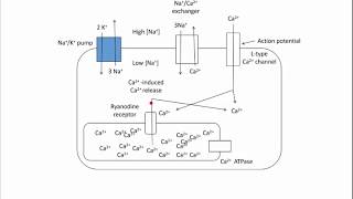 Digoxin  Mechanism of Action [upl. by Nerine390]