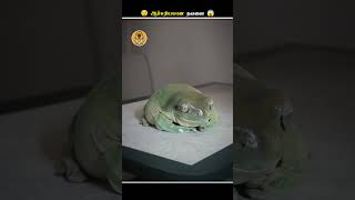 எப்படி இந்த தவளையால இவ்ளோ பெருசா வளர முடிஞ்சது  Dumpy Frog  Animal Voiceover Tamil [upl. by Ricketts]