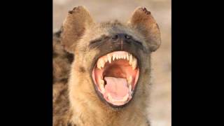 Hyena laughing [upl. by Rochus]