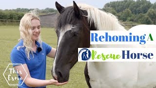 Rehoming a Rescue Horse  World Horse Welfare  This Esme [upl. by Nawuj755]