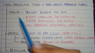 Loose connective tissues  areolar tissue location  adipose tissue location  reticular tissues [upl. by Zima]