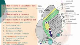 1 Internal capsule د  احمد مصطفى كمال [upl. by Lew]