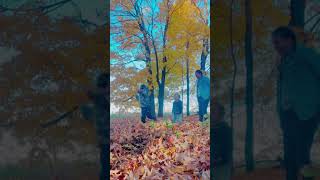 shortvideo shorts shortsfeed family dontgiveup life autumn [upl. by Ahsieket]