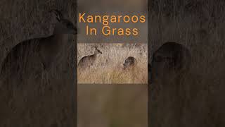 Kangaroos In Grass nature wildlife shorts [upl. by Eigroeg]