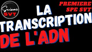 LA TRANSCRIPTION DE lADN en ARNm  Génétique PREMIERE SPECIALITE SVT [upl. by Yliak]