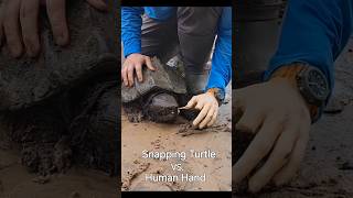 Snapping Turtle vs Human Hand [upl. by Yenahpets]