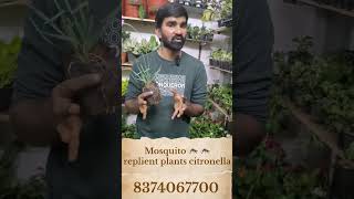 citronella mosquito replient plants gardeningplants indoorplantsindia plants garden shorts [upl. by Naihtsirc]