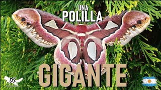 Hermosa polilla GIGANTE 🦋 en el JARDÍN de una casa‼️😱 [upl. by Billat]