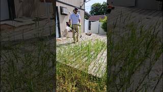 Tall Grass Cleanup 🌿 lawncare cleaning satisfying [upl. by Ahens745]