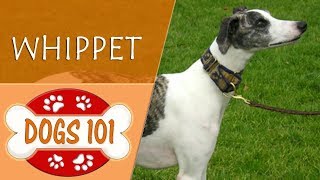 Dogs 101  WHIPPET  Top Dog Facts About the WHIPPET [upl. by Svend]