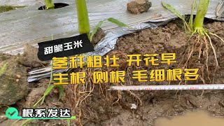 进口生根剂云南芒市甜脆玉米使用翠姆根碧多微生物菌剂，根系发达，茎秆粗壮 [upl. by Ludovico424]