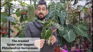 Philodendron Verrucosum care propagation and pests [upl. by Alya]