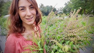 I will FOREVER grow this Medicinal Herb Meet Holy Basil [upl. by Nylahsoj]