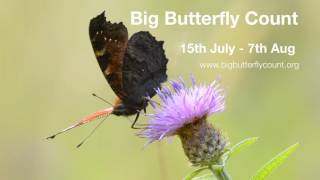 Big butterfly count 2016 [upl. by Odnalref]