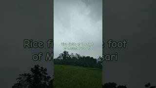 Rice fields at the foot of Mount Pulosari farming bantenprovience oldisgoldsongs shorts [upl. by Onurb]