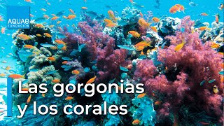 Curiosidades sobre las GORGONIAS y los CORALES [upl. by Conard]