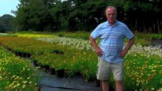 Pierre Bennerup speaks about Coreopsis Tickseed [upl. by Ainesey857]