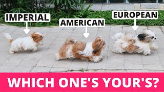 8 Types of Shih Tzu and How to Identify Them [upl. by Anik]