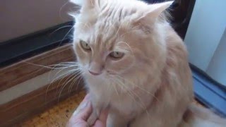 ＊メインクーンは賢い猫 お座り お手 おかわり 待て‥ 3歳の誕生日＊ Maine Coon ♂ Cat [upl. by Reinhardt]