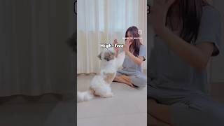 Shih Tzu training 6 months old🌼 dog pets shihtzupuppie shihtzu shihtzucuteness shihtzulove [upl. by Claude517]