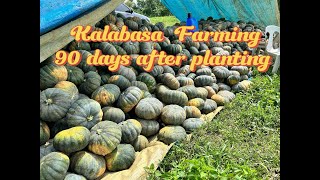 Kalabasa Farming 90 days after planting Harvest time [upl. by Enerol380]