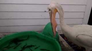 Pelican Eating Dinner [upl. by Mareah267]