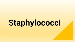 Staphylococci [upl. by Aeriela]