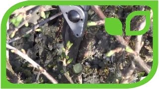 How to prune a gooseberry bush [upl. by Aihsercal]