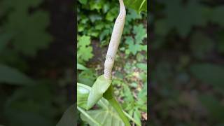 Alocasia Frydek Variegata Flowering plants plantlover terrarium [upl. by Yesnyl721]