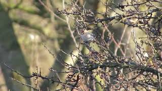 Couess Arctic Redpoll Hazlewood Common Suffolk 281117 [upl. by Alboran332]