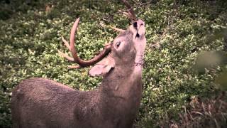 Whitetail Addictions 2014 Trailer [upl. by Calderon713]