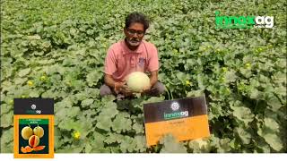 खरबूज की सबसे कम समय की शानदार वैरायटी  अलेक्सा Muskmelon Farming muskmelonfarming innoxagseeds [upl. by Susy]