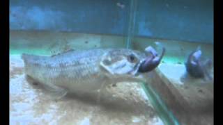 wolf fish eats pinky mouse [upl. by Vlada]