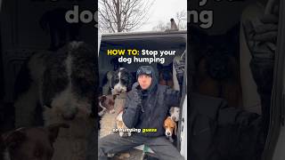 HOW TO Stop your dog humping Male and female dog behavior dog dogtraining dogpsychology [upl. by Obrien718]