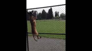 High jumping malinois [upl. by Azaria]