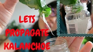 HOW TO PROPAGATE KALANCHOE Jan 9 2018 [upl. by Asfah50]