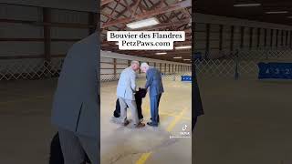 Bouvier des Flandres is a breed to learn about Support PetzPaws ⬇️ bouvierdesflandres [upl. by Puklich]