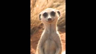 Suricate song [upl. by Aihsenek]