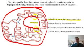 Biochemistry Lecture 7 [upl. by Kenti957]