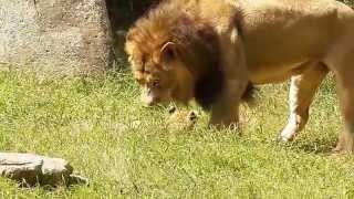 Little Lion Cubs at NC Zoo with quotMom and Dad Reilly quot September 2014 [upl. by Hannus238]