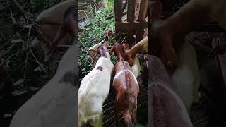 OCTOBER 09 2024 GOAT FEEDING [upl. by Sandstrom664]